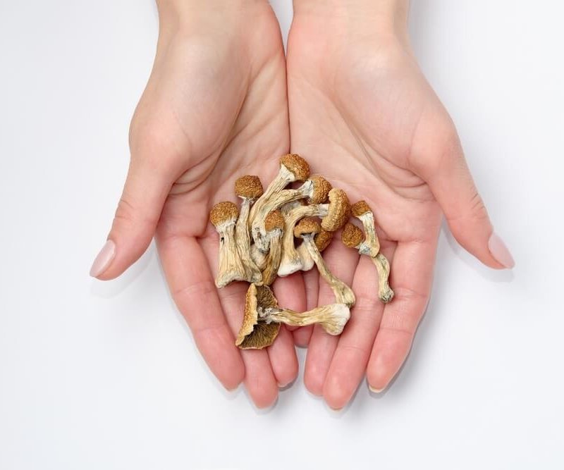 Hands holding pile of psychedelic psilocybin mushrooms.
