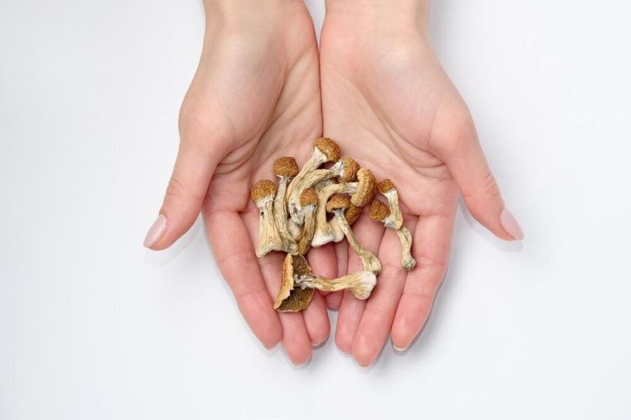 Hands holding pile of psychedelic psilocybin mushrooms.