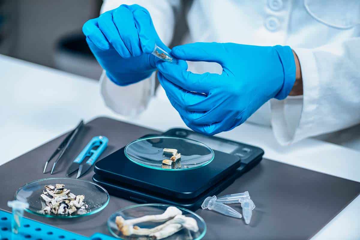Scientist in white lab coat breaking up and weighing pieces of psilocybin mushrooms.